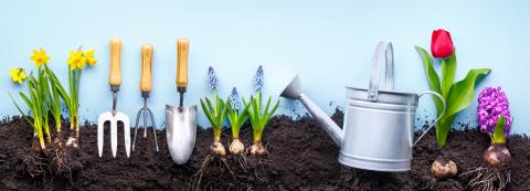 Gardening tools and plants.